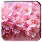 Cherry Blossoms Wallpaper آئیکن