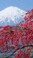 Cherry Blossoms Wallpaper پوسٹر