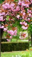 Cherry Blossoms Wallpaper اسکرین شاٹ 1