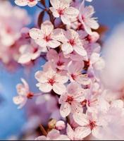 Cherry Blossoms Wallpaper اسکرین شاٹ 2