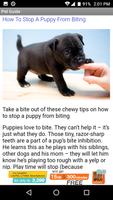 Dog Pet Care Tips 截图 2