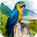 Parrot LiveWallpaper HD APK