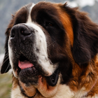 saint bernard dog wallpaper icon