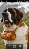 saint bernard dog wallpaper screenshot 1