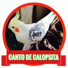 Canto de Calopsita MP3 أيقونة