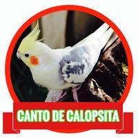 Canto de Calopsita MP3 Plakat