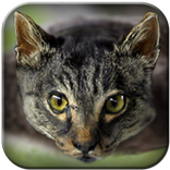 Cat Copter - the flying kitty