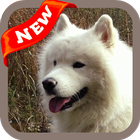 Samoyed Wallpaper simgesi