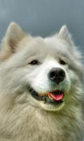 Samoyed Wallpaper gönderen