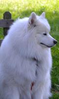 Samoyed Wallpaper Ekran Görüntüsü 1