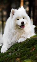 Samoyed Wallpaper Ekran Görüntüsü 2