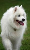 Samoyed Wallpaper Ekran Görüntüsü 3