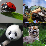 Guess The Zoo Animals 2
