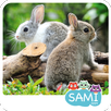 Sami Tiny Flash Cards Animals preschool kids apps APK