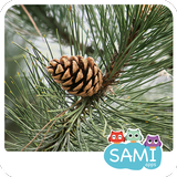 Sami Tiny FlashCards Bossen, forest adventures-icoon