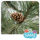 Sami Tiny FlashCards Bosques, escuela infantil icono