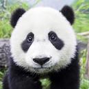 Panda Gallery HD APK