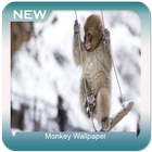 Monkey Wallpaper icône