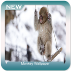 Monkey Wallpaper icon