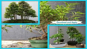 Bonsai Care ภาพหน้าจอ 1