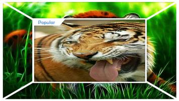 Truculent Tiger Wallpaper capture d'écran 1