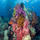 Underwater Wallpapers Zeichen