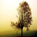 Autumn Wallpapers APK