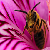 Bee Wallpapers آئیکن