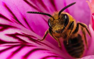 abeja Fondos Poster