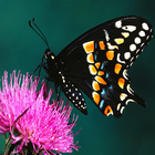 Butterfly Wallpapers-icoon