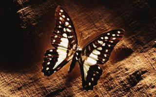 Butterfly Wallpapers پوسٹر