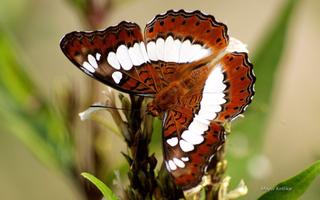 Butterfly Wallpapers capture d'écran 2