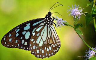 برنامه‌نما Butterfly Wallpapers عکس از صفحه