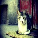 cat wallpapers APK