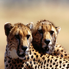 Cheetah Tapety ikona