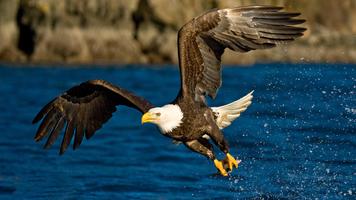 Eagle Wallpapers الملصق