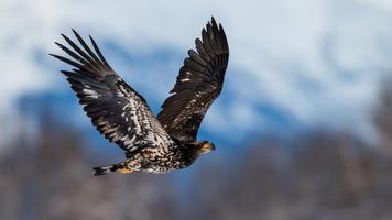 Eagle Wallpapers تصوير الشاشة 1