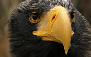 Eagle Wallpapers تصوير الشاشة 2
