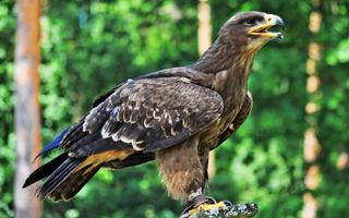 Eagle Wallpapers تصوير الشاشة 3
