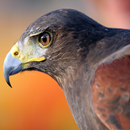 Falcon Wallpaper APK