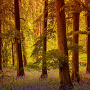 Forest Wallpapers APK