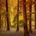 Forest Wallpapers Zeichen