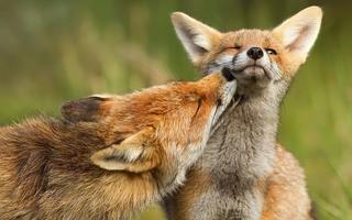Fox Wallpapers โปสเตอร์
