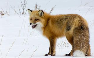 Fox Wallpapers ภาพหน้าจอ 1