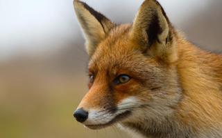 Fox Wallpapers ภาพหน้าจอ 3