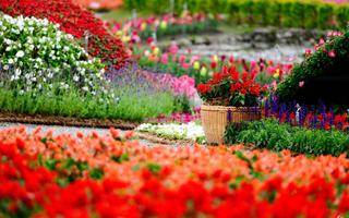 Garden Wallpapers imagem de tela 1