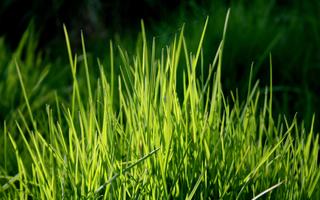 Grass Wallpapers পোস্টার