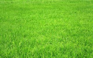 Grass Wallpapers 截图 1