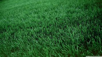 Grass Wallpapers 截图 2