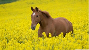 Horse Wallpapers Affiche